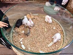 -正佳雨林生态植物园
