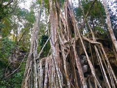 -中国科学院西双版纳热带植物园
