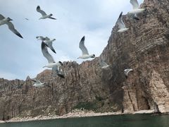 -长岛万鸟岛