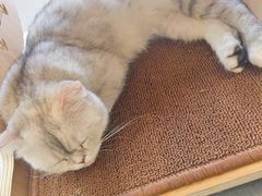 -飞行喵MR PILOT|猫舍·猫咖(静安大融城店)