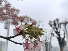 -新江湾城公园