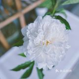 🍑bao买花材，一言难尽…