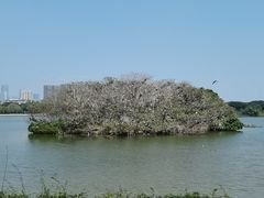 -海珠湖公园