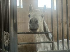 -北京群众马术培训基地