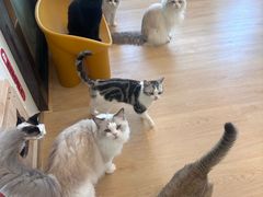 -有喵·猫咖·狗咖·30几只猫10只小狗(岗厦店)