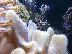 -凯莉-塔尔敦海洋生物水族馆