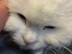 -纳吉亚猫专科动物医院博雅分院