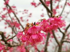 -花开海上生态园
