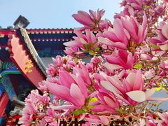 -天津大悲禅院