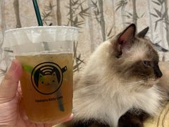 -楼上猫咖(罗湖店)