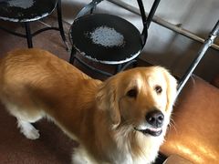 -百好乐宠物友好餐厅(朝外大街店)