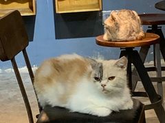 -more than meow吴止猫主题餐厅(承德 中船汇店)