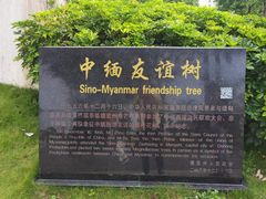 -中缅友谊树