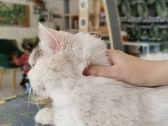 -平行世界·猫咖(首经贸店)