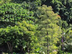 -深圳仙湖植物园