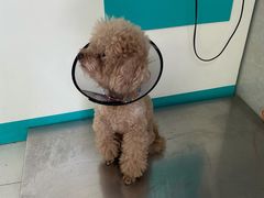 -关爱动物医院·心脏·中兽医·异宠(金牛路分院)