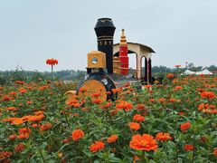 -洪湖湿地生态园