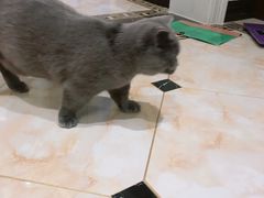 -宠福鑫康馨动物医院·骨科·眼科