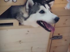 -Husky Go! 哈士奇体验馆·宠物咖啡厅狗咖