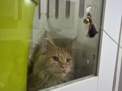 -青奢宠物·青奢猫舍