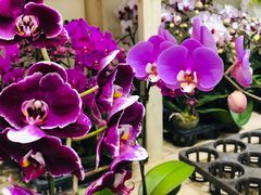 -双季花艺园艺市场(浦东店)