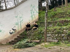 -中国大熊猫保护研究中心雅安碧峰峡基地