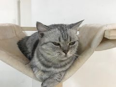-Heymao猫咖.咖啡厅(东门店)