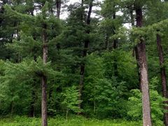 -五营红松林海景区