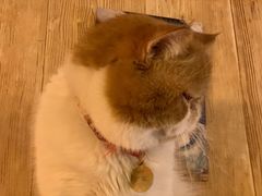 -名猫咖啡馆·撸猫·拼豆