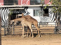 -大连森林动物园