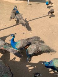 -萌宠亲子动物乐园(槐房万达店)