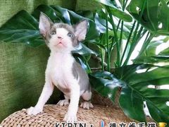 -十年猫舍·猫咪专门店(普陀店)