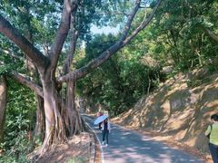 -狮子山郊野公园