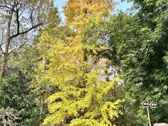 -陈麻婆豆腐(旗舰店)