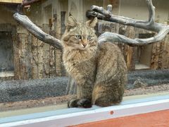 -青藏高原野生动物园