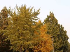 -大兴滨河森林公园