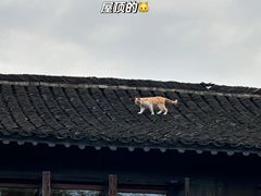 -乌镇景区