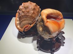 -贝壳王国博物馆