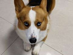 -宠福鑫康馨动物医院·骨科·眼科