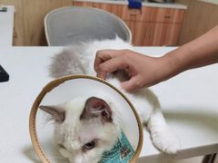 -瑞鹏宠物医院·骨科·猫科·内科(第一中心)