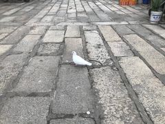 -悦城龙母祖庙