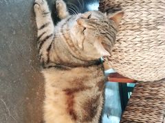 -喵屿·大理花园猫咖