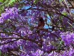 -墨尔本皇家植物园