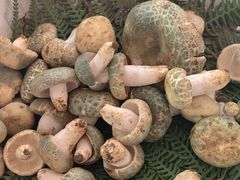 -蔼若春.传承三十年云南菜(金碧公园店)