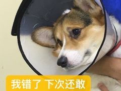 -芭比堂动物医院广州顽皮分院