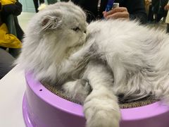 -安格丽娜·狗咖·猫咖羊驼咖(春熙路百盛商场店)