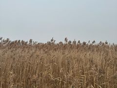 -上海吴淞炮台湾国家湿地公园