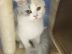-喵的天空名猫咖啡馆·撸猫·猫舍·用品