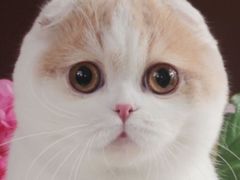 -Bastet sally猫舍购宠(静安店)