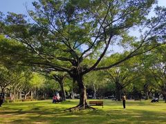 -莲花山公园